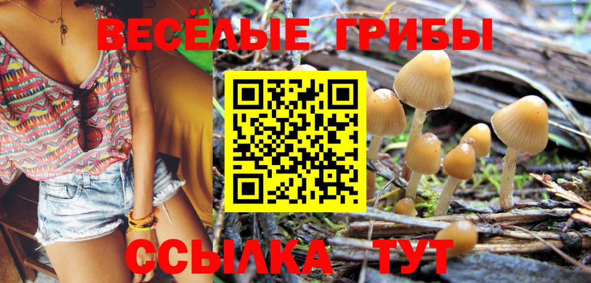 Зеленогорск  Галлюциногенные грибы Psilocybe  Псилоцибиновые грибы MAGIC MUSHROOMS  Вход с VPN 